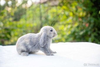 Zakrslí králíčci ihned k odběru - 4