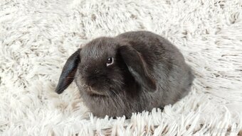 Zakrslý beránek, králík, králíček - CRISTIAN - 4