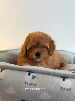 ❤️Krasna holčička Maltipoo - 4