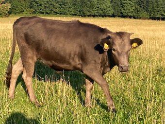 Dahomey – jalovička - 4