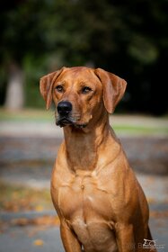 Krytí- chovný pes-Rhodeský ridgeback FCI - 4