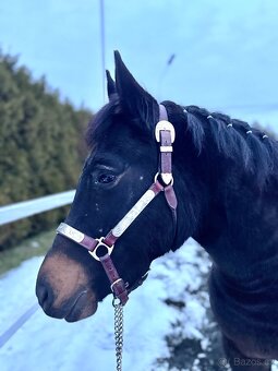 Kobyla 5 let na prodej - 4