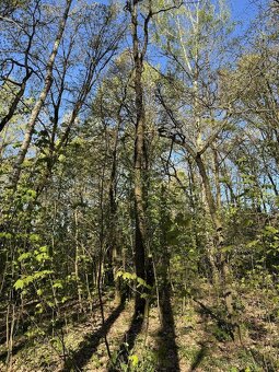 Prodáme pozemky v k.ú. Čížkov u Blovic - 4
