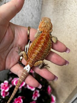 Agama vousata samicky - 4