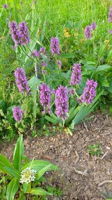 Bukvice lékařská - Betonica officinalis 700 semen 50 Kč - 4