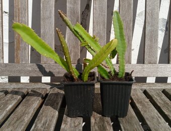 dračí ovoce (Hylocereus undatus), Pitahaya - 4