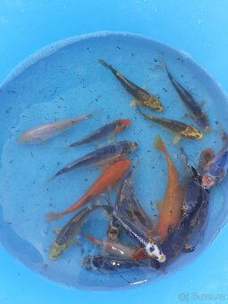 KOI - TÁBOR - 4