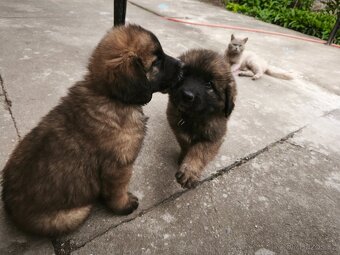 Leonberger šteňatá - 4