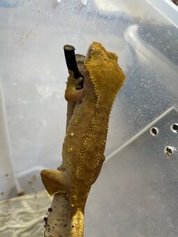 Ciliatus - 4