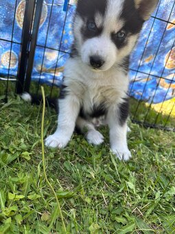 Štěně Husky bez PP - 4
