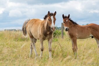 Klisna Welsh Cob - 4