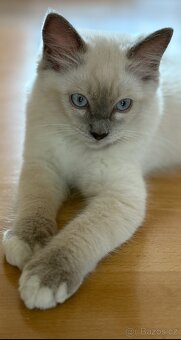Ragdoll velmi nádnehné koťátko bez PP - 4
