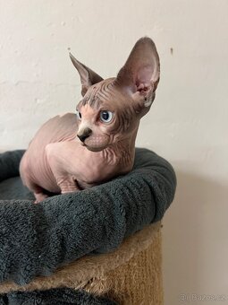 Kanadský sphynx - 4