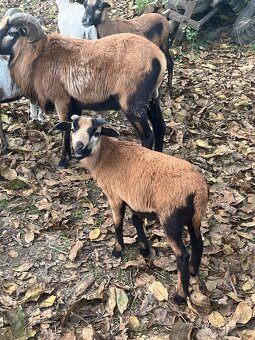 Kamerunské ovce - 4