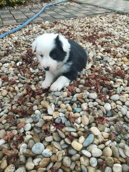 Border kolie dlouhosrstá - 4