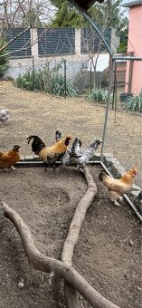 Násadová vejce - Pavlovská slepice - 4