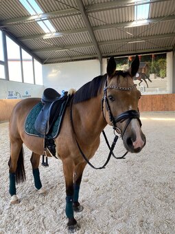 Sportovní pony parkur/drezura - 4