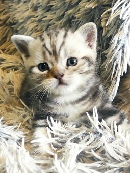 Britská koťata- whiskas - 4