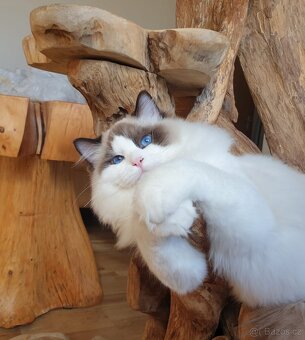 Ragdoll kocourek s PP na mazlíčka - 4