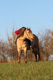 4 letá klisna fjord X quarter horse - 4