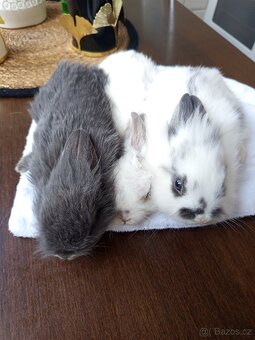 Zakrslý králíci - 4