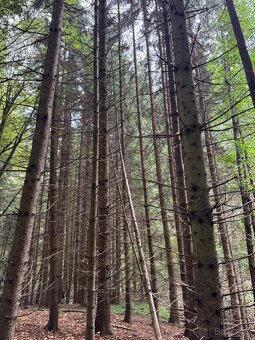 Prodám lesní pozemek v k.ú. Štiptoň - 4