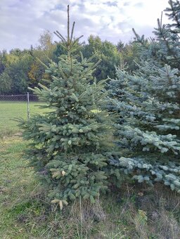 vanočni stromek velky - 4