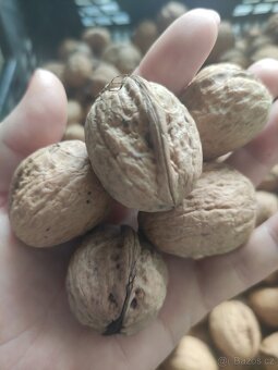 Vlašské ořechy loupané, neloupané. - 4