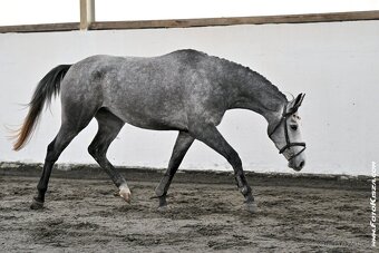 Klisna po Cornet de Lux - 4