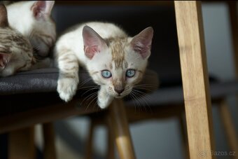 Bengálská Kočka- koťata - 4