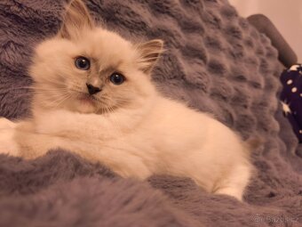 Ragdoll kocourci - 4