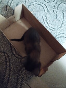 Daruji dvě koťátka - 4