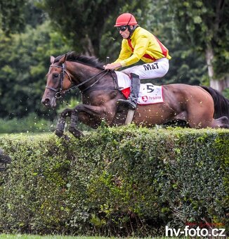 Prodám valacha A1/1 - 4