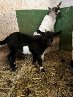 Koza holandská zakrsla - 4