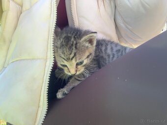 Darujeme koťátka - 4