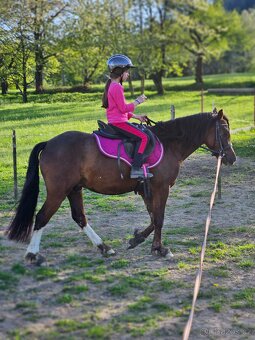 Welsh pony - 4