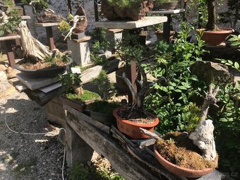 Bonsaj bonsai - 4