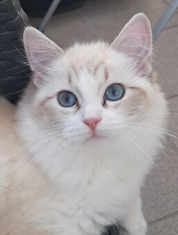 Kočička ragdoll s PP - 4