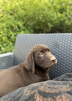štěňata labrador a hnědý kluk – připravena k odběru - 4