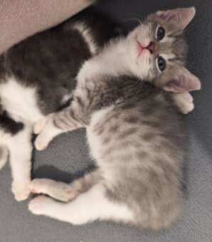 Vymazlená koťátka hledají nový domov 🏡 - 4