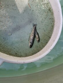 Nasada pstruha duhového, jesetera a úhoře - 4