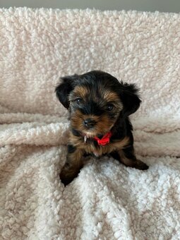 Jorkšírský Terier - štěňata - 4