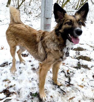 Úžasná Mia hledá domov - 4