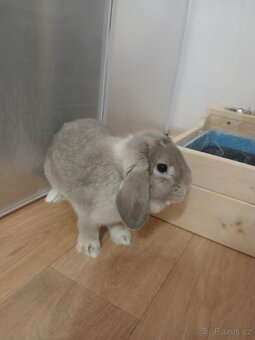Králíček zakrslý Minilop - 4