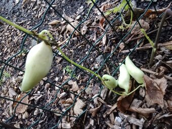 Semínka ačokči, 10 ks - 4