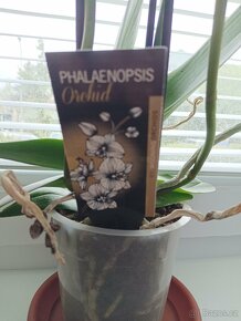 Květina Phalaenopsis - 4