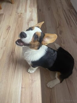Wels Corgi Cardigan s PP - 4