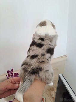Wels Corgi Cardigan s PP - 4