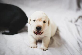 Štěňata - labradorský retriever s PP - odběr říjen 2025 - 4