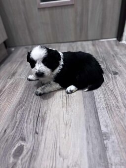 Border kolie - 4